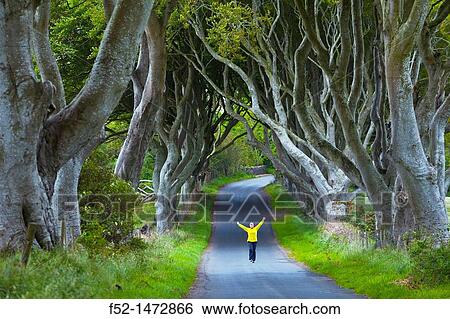 The Dark Hedges Ballymoney Countryside Antrim County, Northern Ireland, Europe. View Large Photo Image Stock Photograph - The Dark Hedges Ballymoney Countryside Antrim County, Northern Ireland, Europe.. Fotosearch