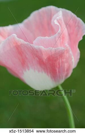 The delicate pink and white petals of an annual Poppy View Large Photo Image Picture - The delicate pink and white petals of an annual Poppy. Fotosearch