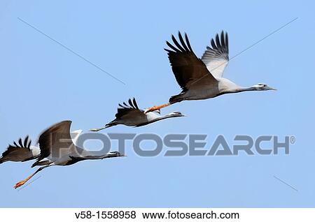 Stock Photo - The Demoiselle crane migrates to India during October to March to avoid severe cold climatic conditions and returns as the summer approaches. Fotosearch