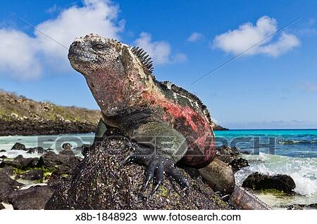 The endemic Galapagos marine iguana Amblyrhynchus cristatus basking in the sun on Gardner Beach, Santiago Island in the Galapagos Island Archipelago, Ecuador View Large Photo Image Stock Image - The endemic Galapagos marine iguana Amblyrhynchus cristatus basking in the sun on Gardner Beach, Santiago Island in the Galapagos Island Archipelago, Ecuador. Fotosearch