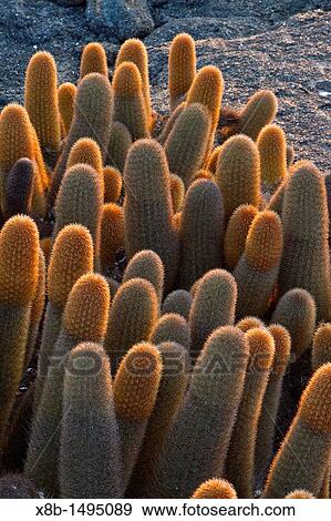 The endemic lava cactus Brachycereus spp cactus growing in the Galapagos Island Archipelago, Ecuador MORE INFO There are two endemic genera Jasminocereus and Brachycereus and one endemic species Opuntia echios of cacti found in the Galapagos View Large Photo Image Stock Photo - The endemic lava cactus Brachycereus spp cactus growing in the Galapagos Island Archipelago, Ecuador MORE INFO There are two endemic genera Jasminocereus and Brachycereus and one endemic species Opuntia echios of cacti found in the Galapagos. Fotosearch