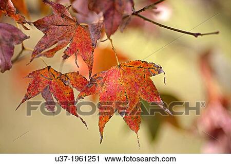 Stock Image - The Everland Grasslands, Taiwan.. Fotosearch