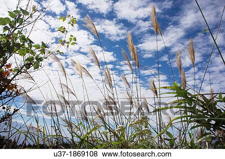 Stock Photo - The Everland Grasslands, Taiwan.. Fotosearch