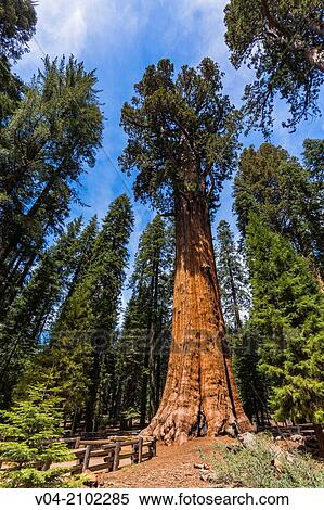 The famous General Sherman Sequoia Tree, the largest known living single stem tree in the world, in the Sequoia National Park, California, USA View Large Photo Image Stock Photography - The famous General Sherman Sequoia Tree, the largest known living single stem tree in the world, in the Sequoia National Park, California, USA. Fotosearch