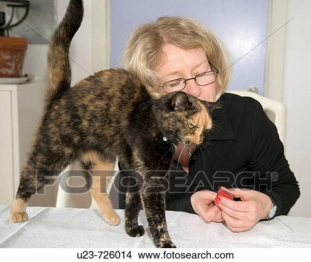 Picture - The favorite cat. Fotosearch