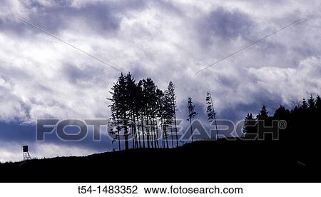 The gloomy mood after cutover forest View Large Photo Image Stock Image - The gloomy mood after cutover forest. Fotosearch