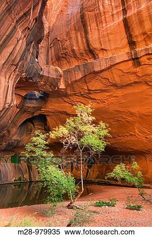 The Golden Cathedral of Neon Canyon, Grand Staircase Escalante National Monument Utah View Large Photo Image Stock Photography - The Golden Cathedral of Neon Canyon, Grand Staircase Escalante National Monument Utah. Fotosearch