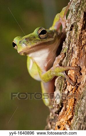 The green tree frog, Hyla cinerea, is a common species in the southern and southeastern United States View Large Photo Image Stock Photograph - The green tree frog, Hyla cinerea, is a common species in the southern and southeastern United States. Fotosearch