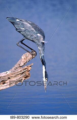 Stock Image - The Grey Heron Ardea cinerea. Fotosearch
