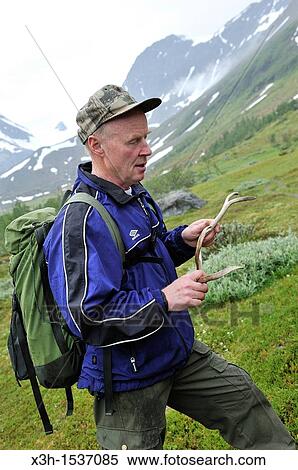 the guide Ingar Lyngmo showing a reindeer antler, Lyngen Alps, region of Lyngen, County of Troms, Norway, Northern Europe View Large Photo Image Stock Photography - the guide Ingar Lyngmo showing a reindeer antler, Lyngen Alps, region of Lyngen, County of Troms, Norway, Northern Europe. Fotosearch