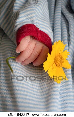 The hand of a baby boy holding a Coreopsis flower View Large Photo Image Stock Photo - The hand of a baby boy holding a Coreopsis flower. Fotosearch