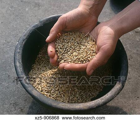 The hands and wheat and old bowl View Large Photo Image Stock Photo - The hands and wheat and old bowl. Fotosearch