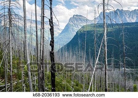 The Highline Trail, Glacier National Park, Montana, USA. View Large Photo Image Stock Image - The Highline Trail, Glacier National Park, Montana, USA.. Fotosearch