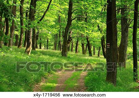 Stock Photograph - The hiking trail through the Sessile Oak's forest Quercus petraea, Male Karpaty, Slovakia. Fotosearch