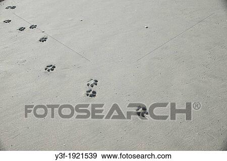 The impression of dog paw prints in beach sand View Large Photo Image Stock Photo - The impression of dog paw prints in beach sand. Fotosearch