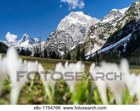The Karwendel Mountain Range near Gramai in valley Falzthurntal during spring close to lake Achensee and the village of Pertisau View Large Photo Image Stock Photograph - The Karwendel Mountain Range near Gramai in valley Falzthurntal during spring close to lake Achensee and the village of Pertisau. Fotosearch