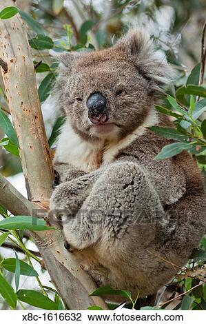 The Koala Phascolarctos cinereus is an iconic symbol for the wildlife of Australia. Australia, South Australia View Large Photo Image Stock Image - The Koala Phascolarctos cinereus is an iconic symbol for the wildlife of Australia. Australia, South Australia. Fotosearch