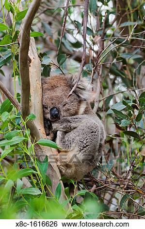 The Koala Phascolarctos cinereus is an iconic symbol for the wildlife of Australia. Australia, South Australia View Large Photo Image Stock Photograph - The Koala Phascolarctos cinereus is an iconic symbol for the wildlife of Australia. Australia, South Australia. Fotosearch