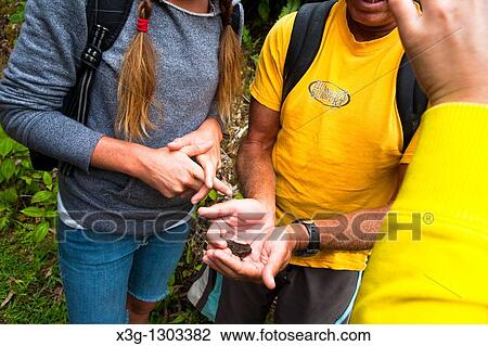 Stock Image - The Kuilau and Moalepe trail begin near Wailua's Keahua Arboretum and travels up to views of Mt Waialeale and the ocean. Playing with one of the local toads. Kauai, Hawaii, USA. Fotosearch