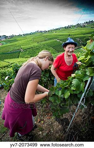 Stock Photo - The landscapes of grapes and harvest crops on the shores of Lake Geneva, also known as the Lake of Geneva. Lausanne, Vaud, Switzerland, Europe.. Fotosearch