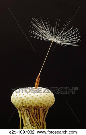 Stock Image - The last Dandelion seed attached to the head of the weed. Fotosearch