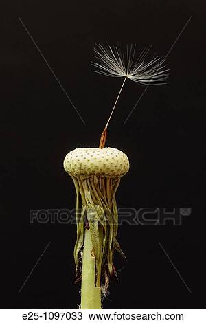 The last Dandelion seed attached to the head of the weed. View Large Photo Image Stock Image - The last Dandelion seed attached to the head of the weed.. Fotosearch
