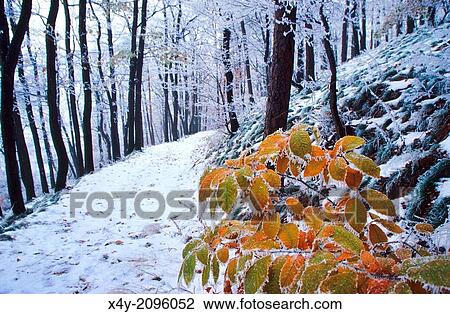 Stock Image - The leaves of Sweet Chestnut (Castanea sativa) covered by frost, Male Karpaty, Slovakia.. Fotosearch