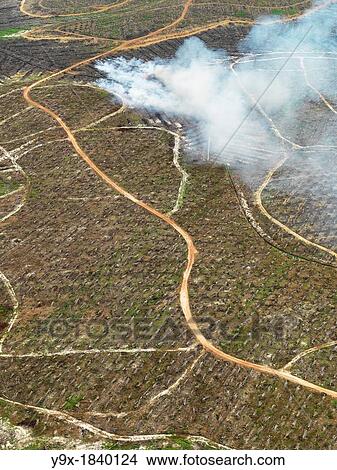 The leftovers and remains of burned palm vegetation View Large Photo Image Picture - The leftovers and remains of burned palm vegetation. Fotosearch