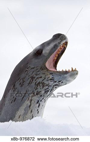 The Leopard seal Hydrurga leptonyx is the second largest species of seal in the Antarctic after the Southern Elephant Seal, and is near the top of the Antarctic food chain View Large Photo Image Stock Image - The Leopard seal Hydrurga leptonyx is the second largest species of seal in the Antarctic after the Southern Elephant Seal, and is near the top of the Antarctic food chain. Fotosearch
