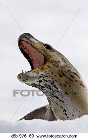 The Leopard seal Hydrurga leptonyx is the second largest species of seal in the Antarctic after the Southern Elephant Seal, and is near the top of the Antarctic food chain View Large Photo Image Stock Photo - The Leopard seal Hydrurga leptonyx is the second largest species of seal in the Antarctic after the Southern Elephant Seal, and is near the top of the Antarctic food chain. Fotosearch