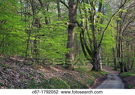 Stock Image - The Lions Mouth Felbrigg Great Wood Norfolk UK Early May. Fotosearch