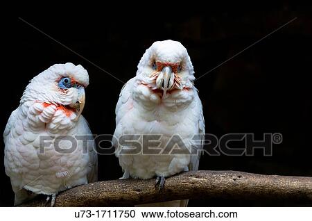 Stock Image - The Long-billed Corella, Cacatua tenuirostris, parrot from Australia. Fotosearch