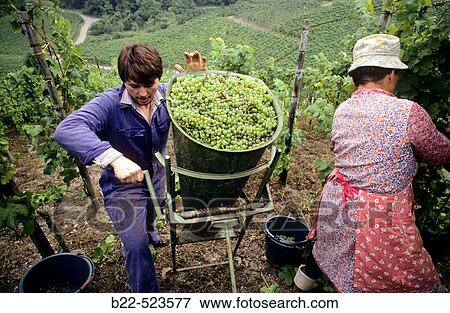 The Luxembourg wine growing region: the Mosella valley (Elbling, Riesling, Pinot gris, Pinot blanc, Auxerrois) View Large Photo Image Stock Photo - The Luxembourg wine growing region: the Mosella valley (Elbling, Riesling, Pinot gris, Pinot blanc, Auxerrois). Fotosearch