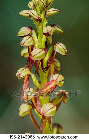 The Man Orchid (Orchis antropophora) is so named because of its flowers like small hung men, Montseny, Spain. View Large Photo Image Stock Photography - The Man Orchid (Orchis antropophora) is so named because of its flowers like small hung men, Montseny, Spain.. Fotosearch