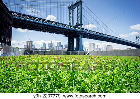 The Manhattan Bridge looms behind the John Street Pasture in the Dumbo neighborhood of Brooklyn in New York. View Large Photo Image Stock Photo - The Manhattan Bridge looms behind the John Street Pasture in the Dumbo neighborhood of Brooklyn in New York.. Fotosearch