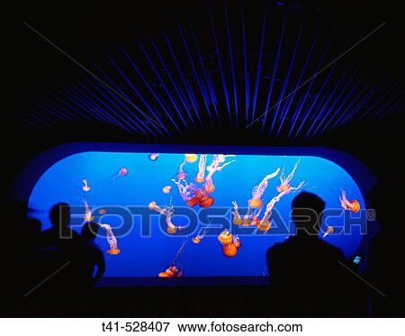 The Monterey Bay Aquarium in Monterey, California. The Jelly Fish exhibit. View Large Photo Image Stock Photo - The Monterey Bay Aquarium in Monterey, California. The Jelly Fish exhibit.. Fotosearch