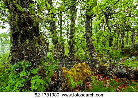 The Natural Park of Fuentes del Narcea, Degaa e Ibias, Asturias, Spain, Europe. View Large Photo Image Stock Image - The Natural Park of Fuentes del Narcea, Degaa e Ibias, Asturias, Spain, Europe.. Fotosearch