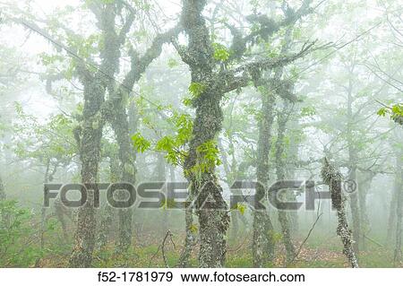 The Natural Park of Fuentes del Narcea, Degaa e Ibias, Asturias, Spain, Europe. View Large Photo Image Stock Photo - The Natural Park of Fuentes del Narcea, Degaa e Ibias, Asturias, Spain, Europe.. Fotosearch