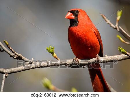 The Northern Cardinal? Cardinalis cardinalis,?is found from southern Canada through the eastern United States from Maine to Texas and south through Mexico to northern Guatemala and Belize. View Large Photo Image Stock Image - The Northern Cardinal? Cardinalis cardinalis,?is found from southern Canada through the eastern United States from Maine to Texas and south through Mexico to northern Guatemala and Belize.. Fotosearch