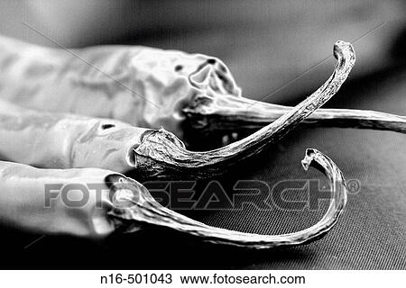 The not so red hot Chilli peppers! View Large Photo Image Stock Image - The not so red hot Chilli peppers!. Fotosearch