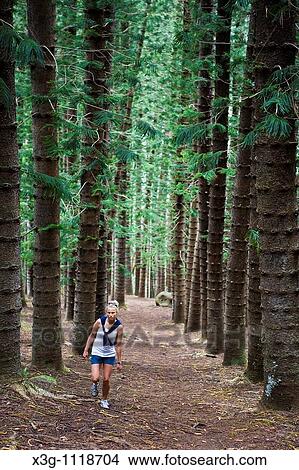 Picture - The Nounou Mountain hiking trail is one of the most famous in Kauai. It is also known as the sleeping giant. There is a large amount of Norfolk Island Pines in this area.. Fotosearch
