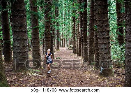 Stock Image - The Nounou Mountain hiking trail is one of the most famous in Kauai. It is also known as the sleeping giant. There is a large amount of Norfolk Island Pines in this area.. Fotosearch