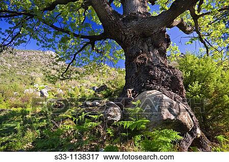 The oak and the rock in the Sierra de Gredos Avila Spain Castilla Le? n View Large Photo Image Stock Photo - The oak and the rock in the Sierra de Gredos Avila Spain Castilla Le? n. Fotosearch