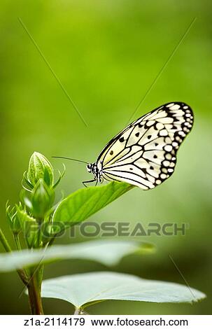 The Paper Kite, Rice paper or Large Tree Nymph (Idea leuconoe) butterfly. Butterfly garden. Hunawihr. Haut Rhin. Alsace. France. View Large Photo Image Stock Photo - The Paper Kite, Rice paper or Large Tree Nymph (Idea leuconoe) butterfly. Butterfly garden. Hunawihr. Haut Rhin. Alsace. France.. Fotosearch