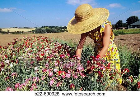 The picking of carnations View Large Photo Image Stock Photo - The picking of carnations. Fotosearch