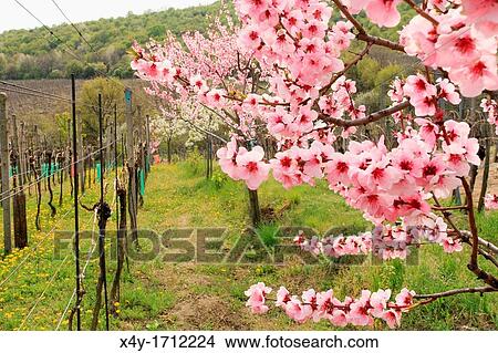 Picture - The pink blossoms of a peach tree at the vineyards near Modra, Slovakia. Fotosearch