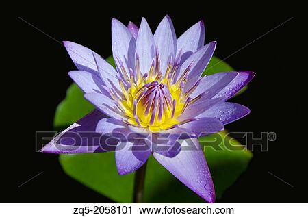 Stock Image - The purple lotus is considered the mystic lotus. Usually depicted as either a bud, or in bloom revealing the heart. Usually associated with the Buddha. Lotus flower is the national flower of India.. Fotosearch