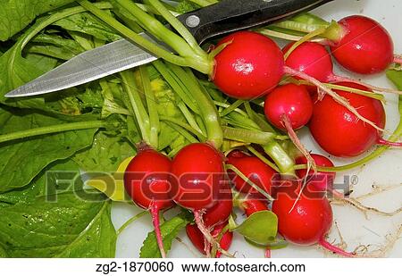 The radish Raphanus sativus is an edible root vegetable of the Brassicaceae family that was domesticated in Europe, in pre-Roman times View Large Photo Image Stock Image - The radish Raphanus sativus is an edible root vegetable of the Brassicaceae family that was domesticated in Europe, in pre-Roman times. Fotosearch