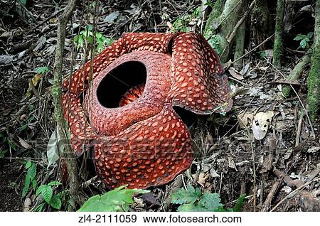 The Rafflesia, the largest flower in the world found in the rainforest. Indonesia, West Sumatra, between Padang and Bukittinggi, Lembah Anai Nature Reserve. View Large Photo Image Stock Photo - The Rafflesia, the largest flower in the world found in the rainforest. Indonesia, West Sumatra, between Padang and Bukittinggi, Lembah Anai Nature Reserve.. Fotosearch