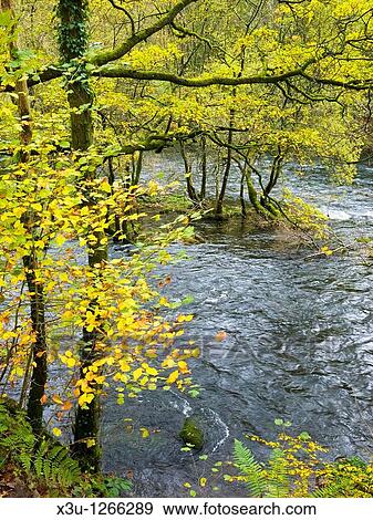 The River Brathay in woodland at Skelwith Bridge in the Lake District National Park, Cumbria, England, United Kingdom View Large Photo Image Stock Photo - The River Brathay in woodland at Skelwith Bridge in the Lake District National Park, Cumbria, England, United Kingdom. Fotosearch